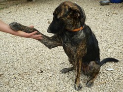 Egy jó cselekedet mára is: Vackoló állatvédő egyesület